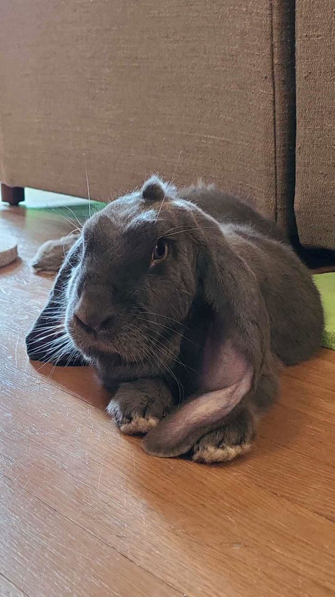 IncognitoDef's tweet photo. Oooh my  heart
There is an English lop for adoption here.... omg... https://t.co/Nv0ILfyvbL