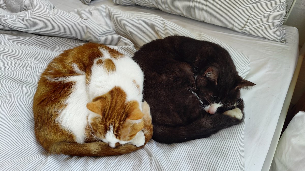HollyKirk's tweet image. Eigg and Muck practice for the synchronised snuggling at LA2028
#indoorcats