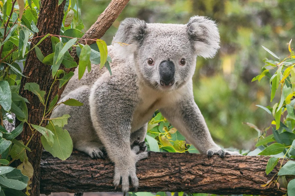 🐨💕Australia’s national science agency, the CSIRO, has released something for iOS and Android to help anyone in the country track koalas for the sake of conservation efforts. pickr.com.au/news/2024/csir…