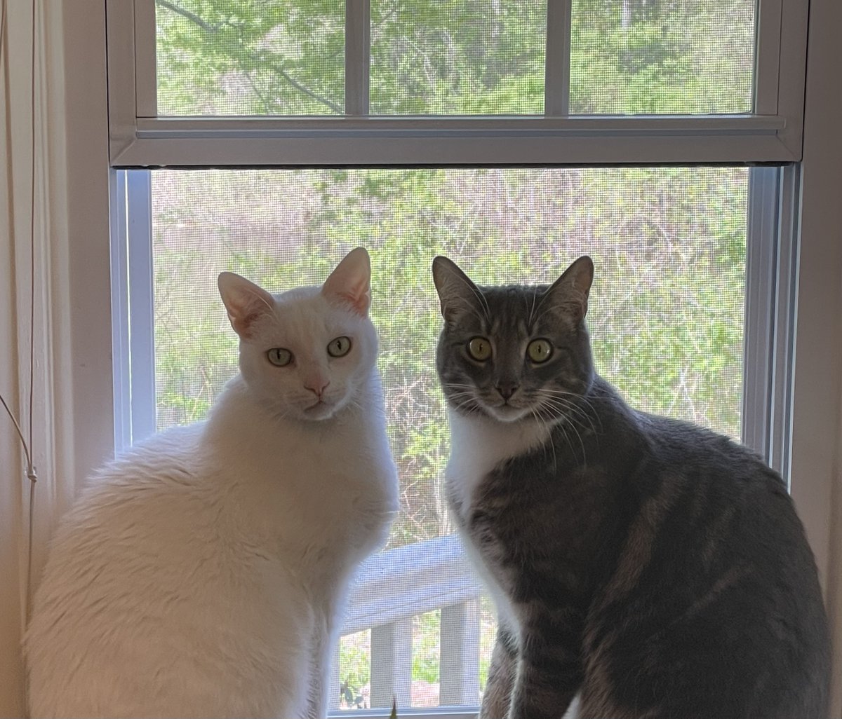 leglobo_laura's tweet photo. @BlueStormComin1 #PetsForKamala #CatLadiesForKamala #CatLadiesUnite #DogsOfTwitter #CatsofTwittter #CatLadiesRevenge https://t.co/Y4FFtI5DzC