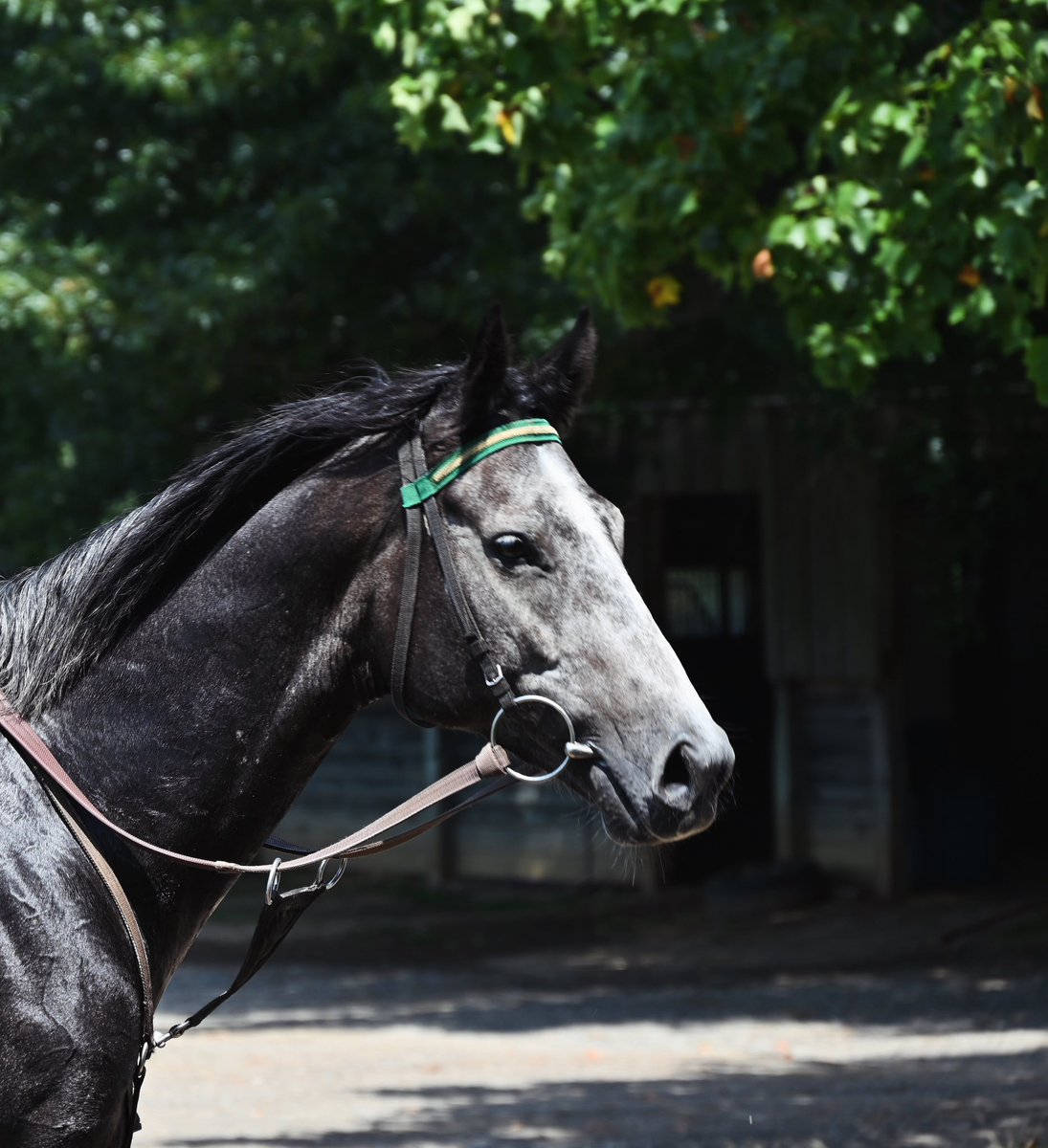 Ashwell Stable, LLC (@ashwellstable) on Twitter photo Team Ashwell heads up to #thespa to saddle 3 in the
🥇 The Jonathan Sheppard Grade 1🥇
💞PICKANUMBER💞 <a href="/jpbargary94/">Jamie Bargary</a>
Owned by Leipers Fork Steeplechasers, LLC
🤝TOO FRIENDLY🤝
Owned by Irvin S. Naylor
💯ARTISTIC CHOICE💯 <a href="/dan2231/">Danny Mullins</a>
owned by Leipers Fork Steeplechasers, LLC Team Ashwell heads up to #thespa to saddle 3 in the
🥇 The Jonathan Sheppard Grade 1🥇
💞PICKANUMBER💞 <a href="/jpbargary94/">Jamie Bargary</a>
Owned by Leipers Fork Steeplechasers, LLC
🤝TOO FRIENDLY🤝
Owned by Irvin S. Naylor
💯ARTISTIC CHOICE💯 <a href="/dan2231/">Danny Mullins</a>
owned by Leipers Fork Steeplechasers, LLC