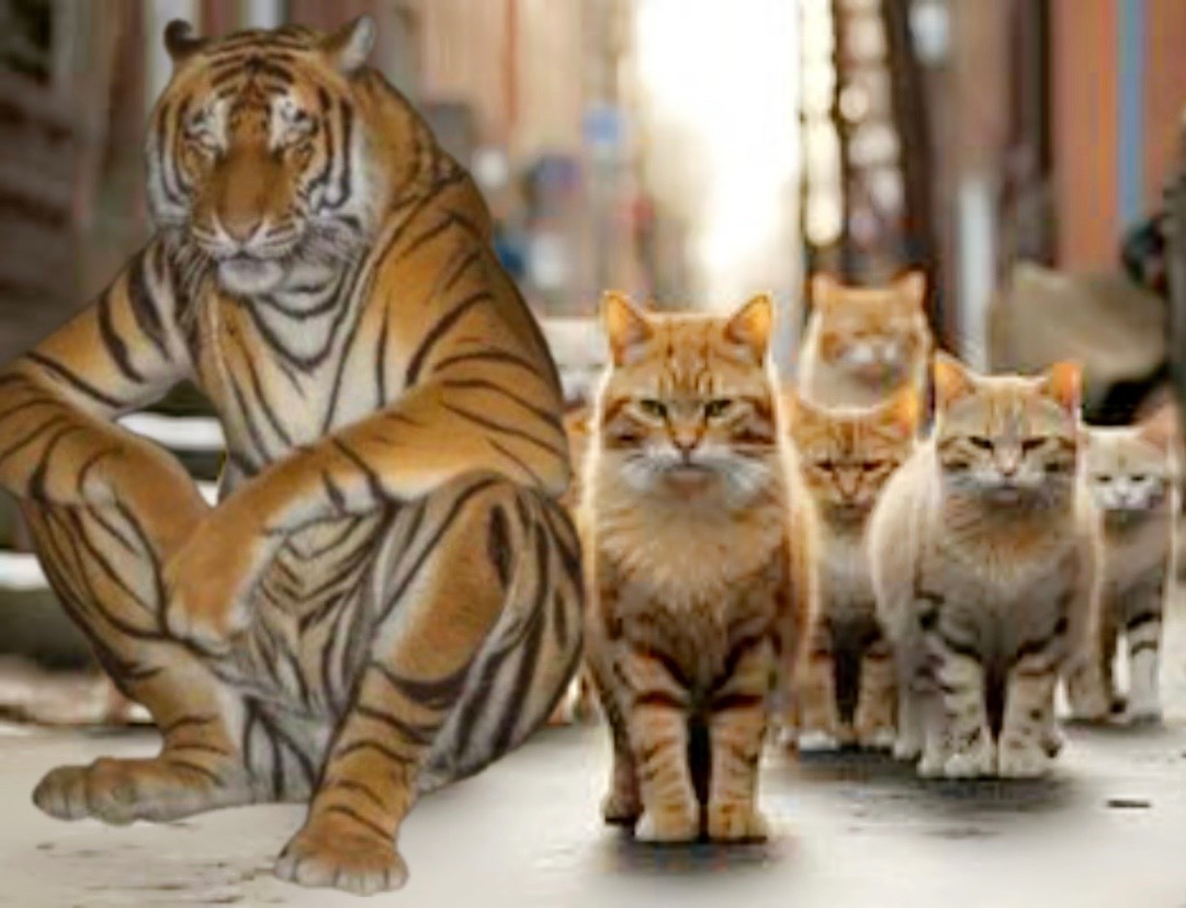 USDTiger's tweet image. Leader of the cats