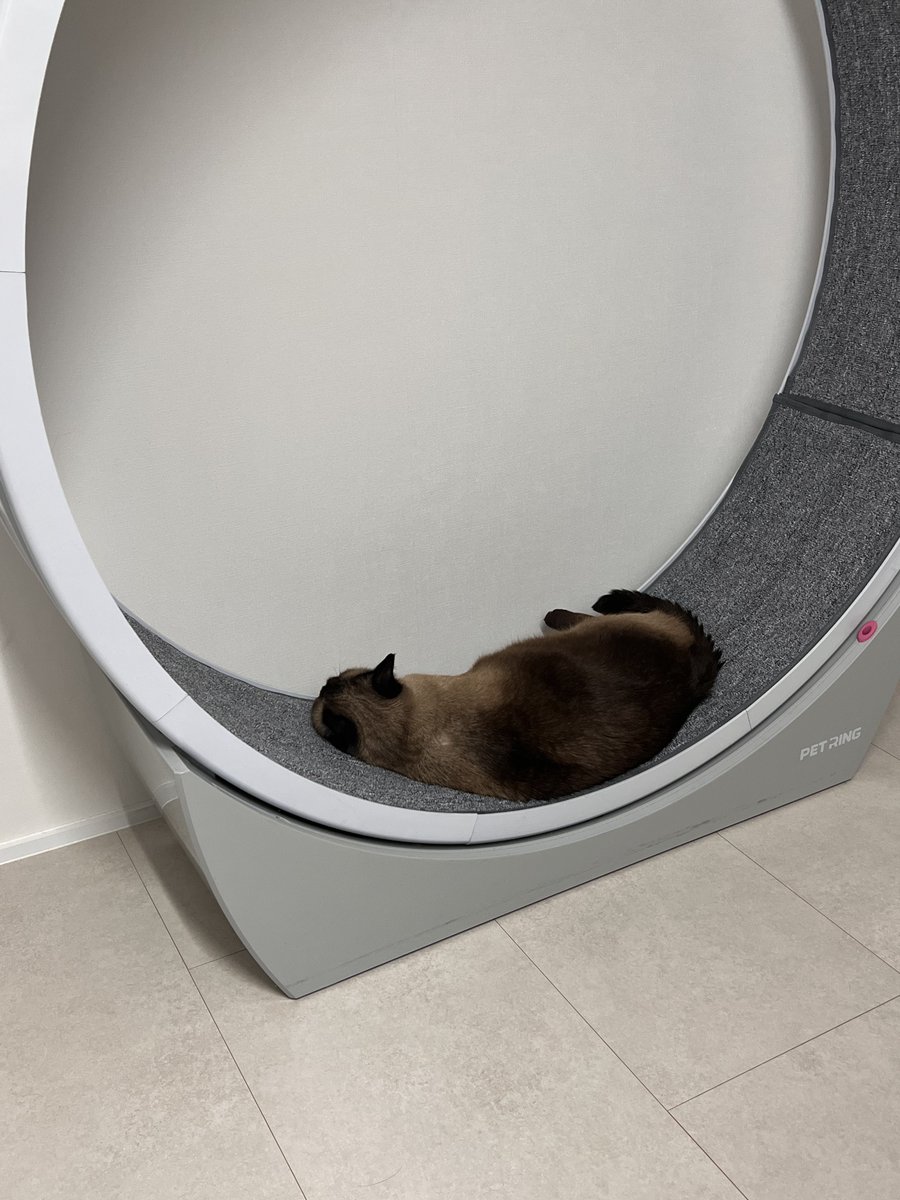 캣휠 ㄴㄴ
고양이 해먹 ㅇㅇ