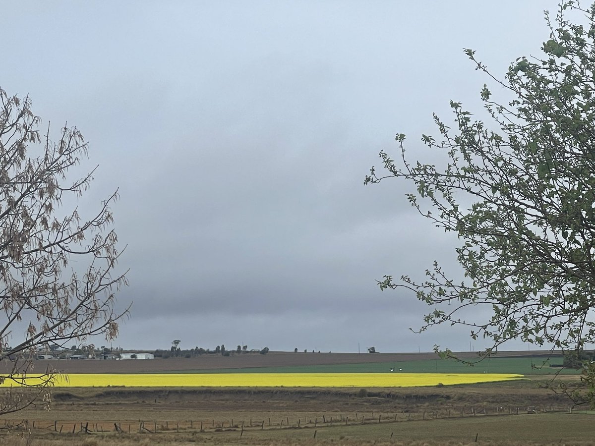 Arlie Felton-Taylor (@afeltontaylor) on Twitter photo Times they are a changing! Looking out on the neighbour’s canola here in Southern Qld, not that long ago when there were barely any canola crops in the state. <a href="/lance123wise/">Lance Wise</a> did you ever try another canola crop? Times they are a changing! Looking out on the neighbour’s canola here in Southern Qld, not that long ago when there were barely any canola crops in the state. <a href="/lance123wise/">Lance Wise</a> did you ever try another canola crop?