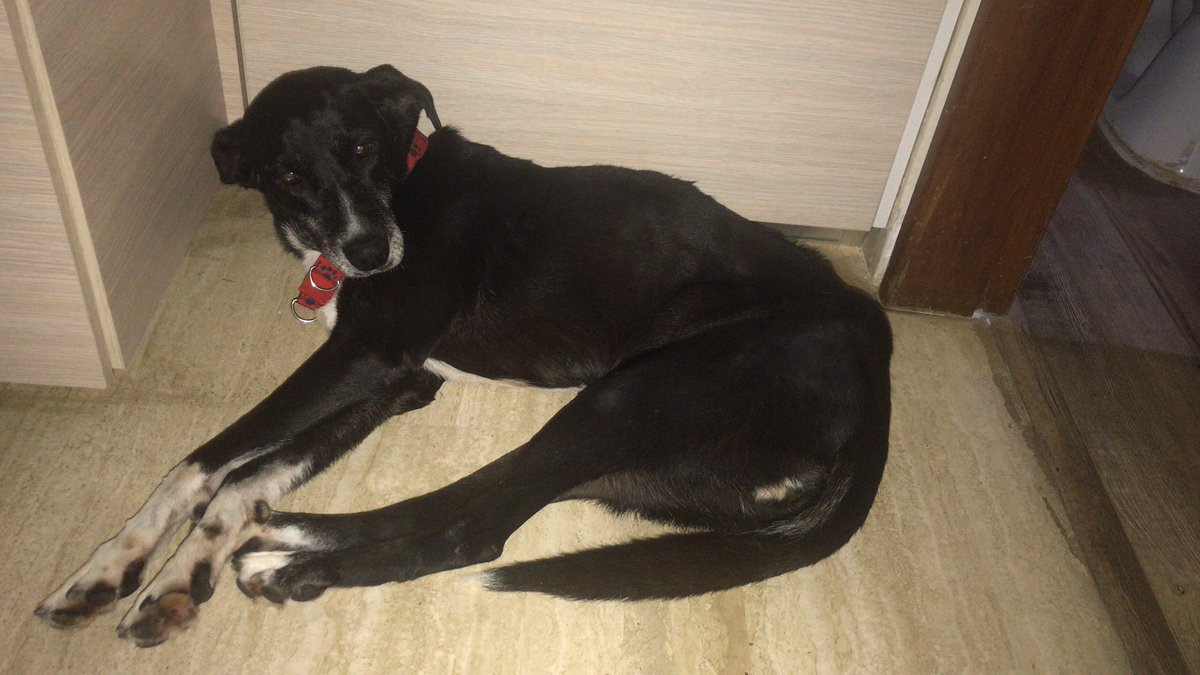 Necesitamos un hogar para Luna. Me ayudas con RT?