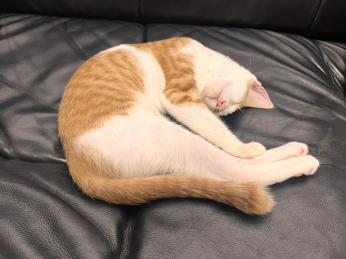 甥っ子が増えました。