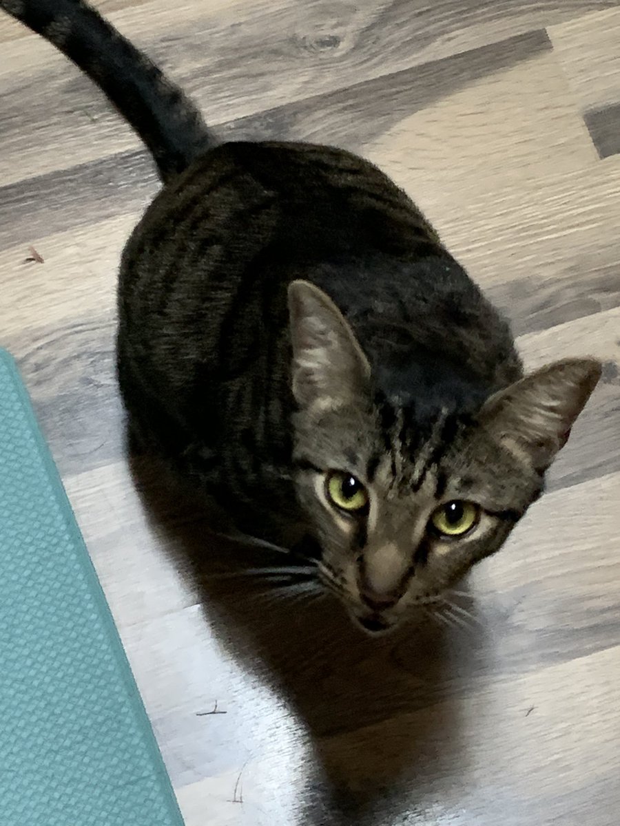 savageintro1984's tweet image. Cat pic