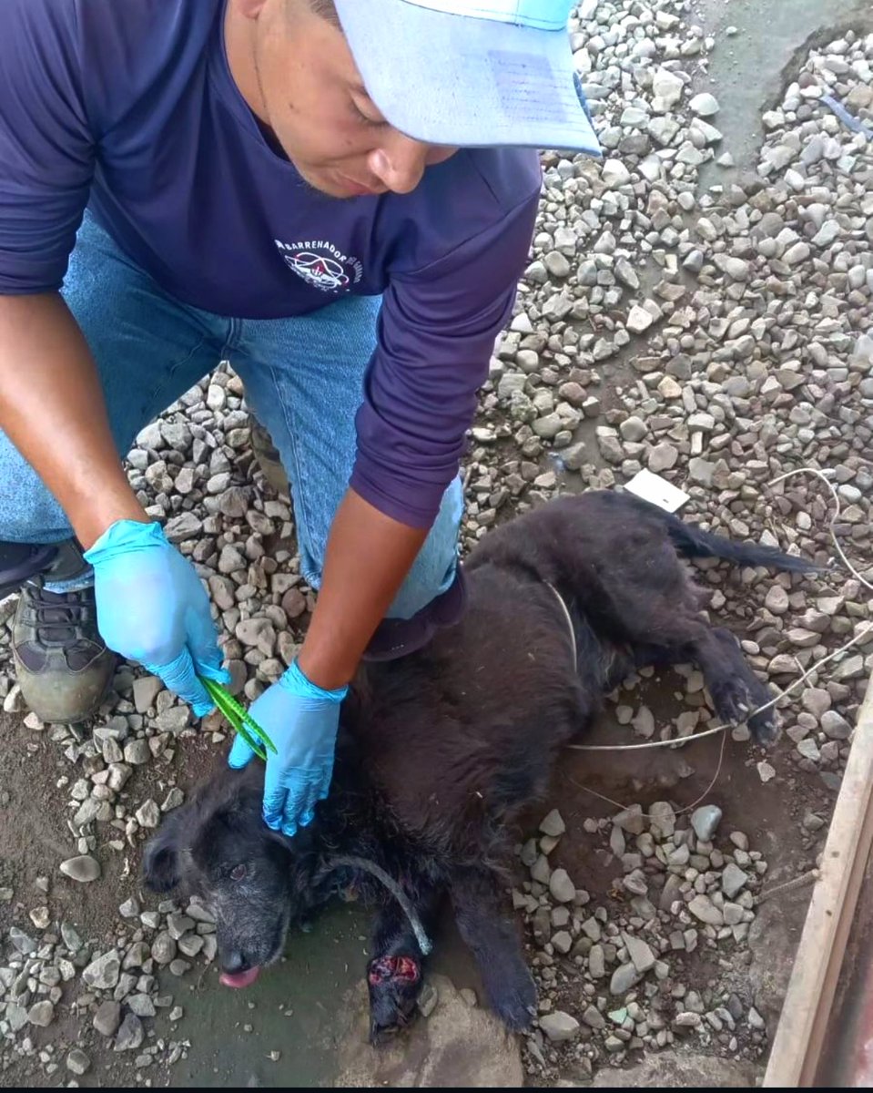 Si encuentras una gusanera en tu mascota, no te alarmes. Compra medicina con larvicida y cicatrizante, aplícalo en la herida y extrae las larvas con pinzas. Colócalas en un recipiente, no al suelo. Entregalas a un veterinario para análisis