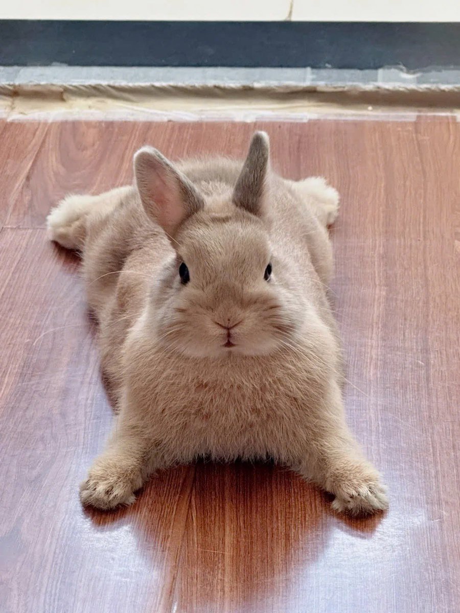 ShouldHaveRabit's tweet image. 