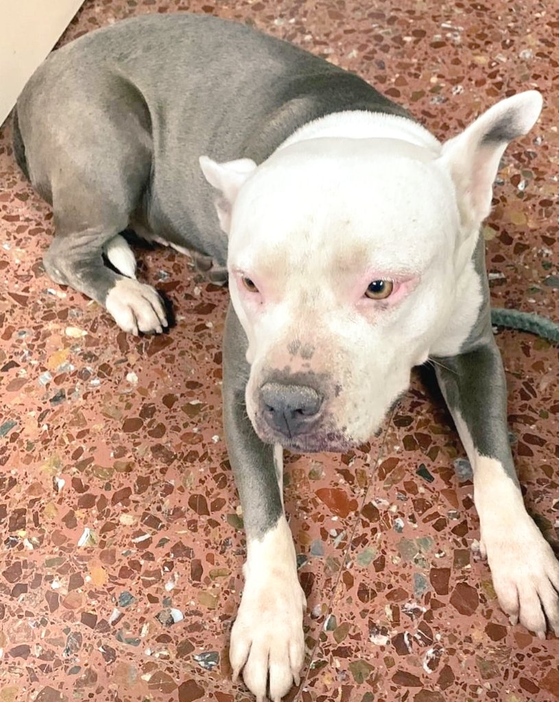 Gossa trobada a #PremiàdeMar. No porta microxip, si saps d'algú q l'està cercant > 93 797 42 72 #xarxabarcelonatrobats #gràcies #maresme