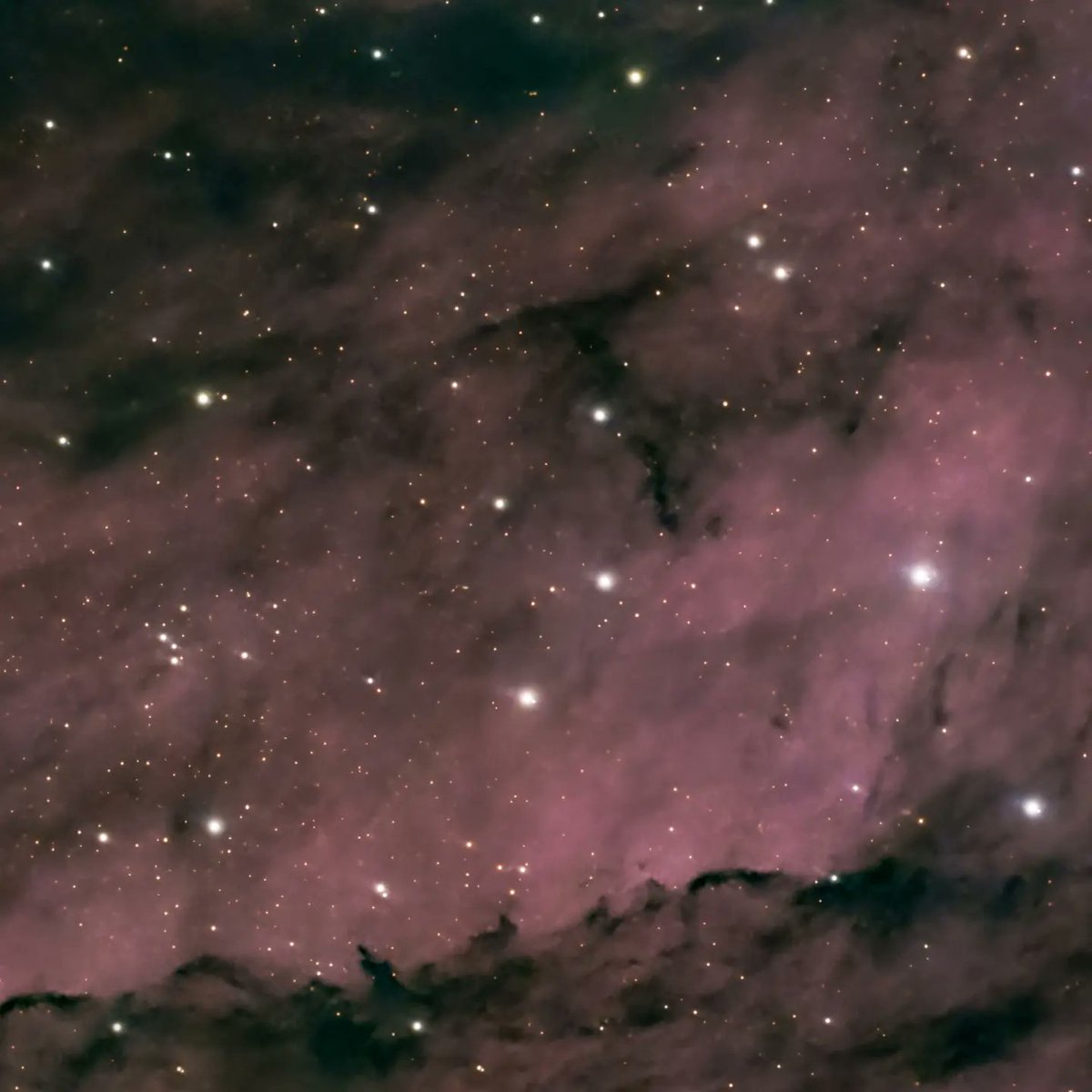 quarkmarc's tweet image. This is a dual mosaic of The Pelican Nebula! The light from young energetic stars is slowly transforming cold gas to hot and causing an ionization front gradually to advance outward. Dense filaments of cold gas are seen to still remain.
 #astrophotography #astronomy