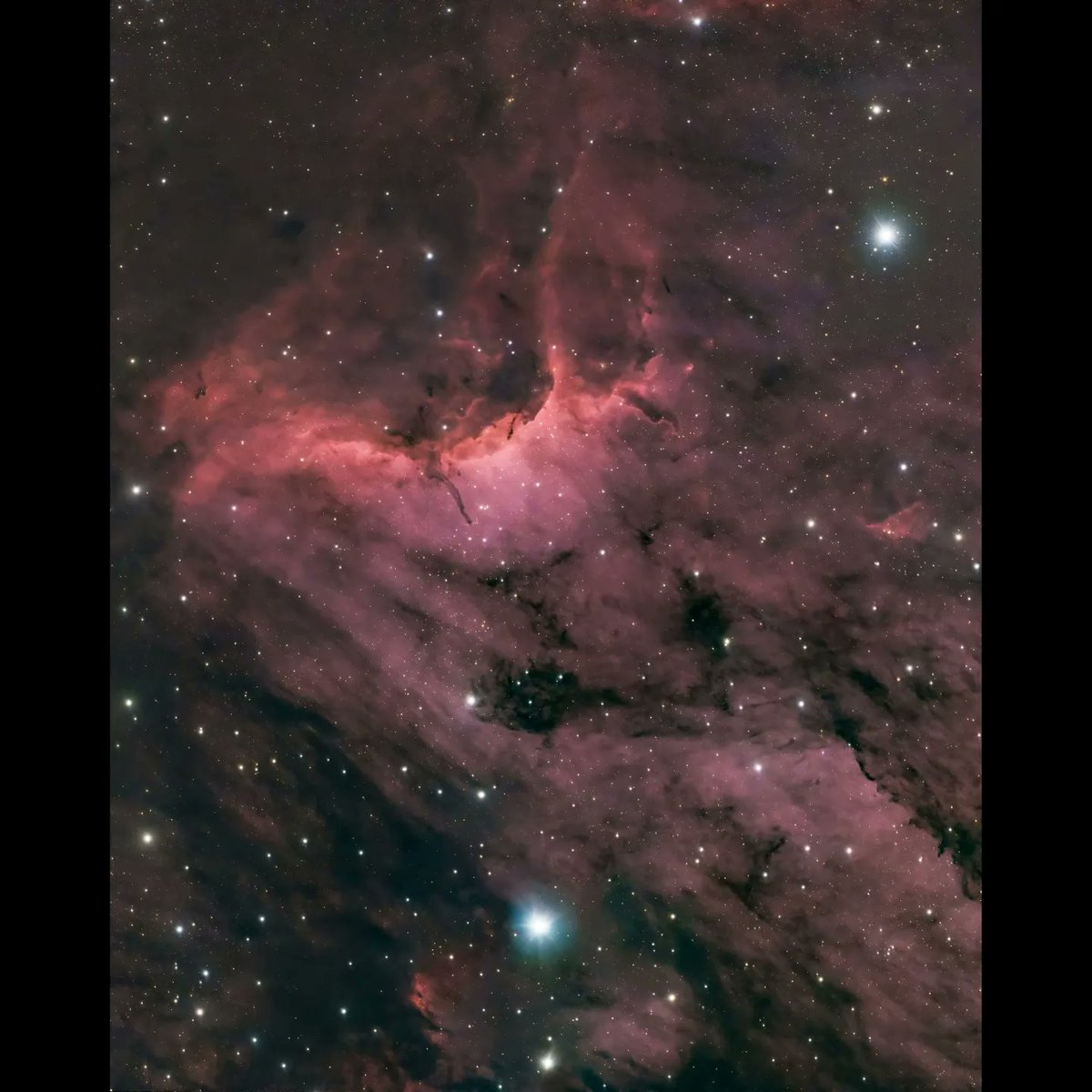 quarkmarc's tweet image. This is a dual mosaic of The Pelican Nebula! The light from young energetic stars is slowly transforming cold gas to hot and causing an ionization front gradually to advance outward. Dense filaments of cold gas are seen to still remain.
 #astrophotography #astronomy
