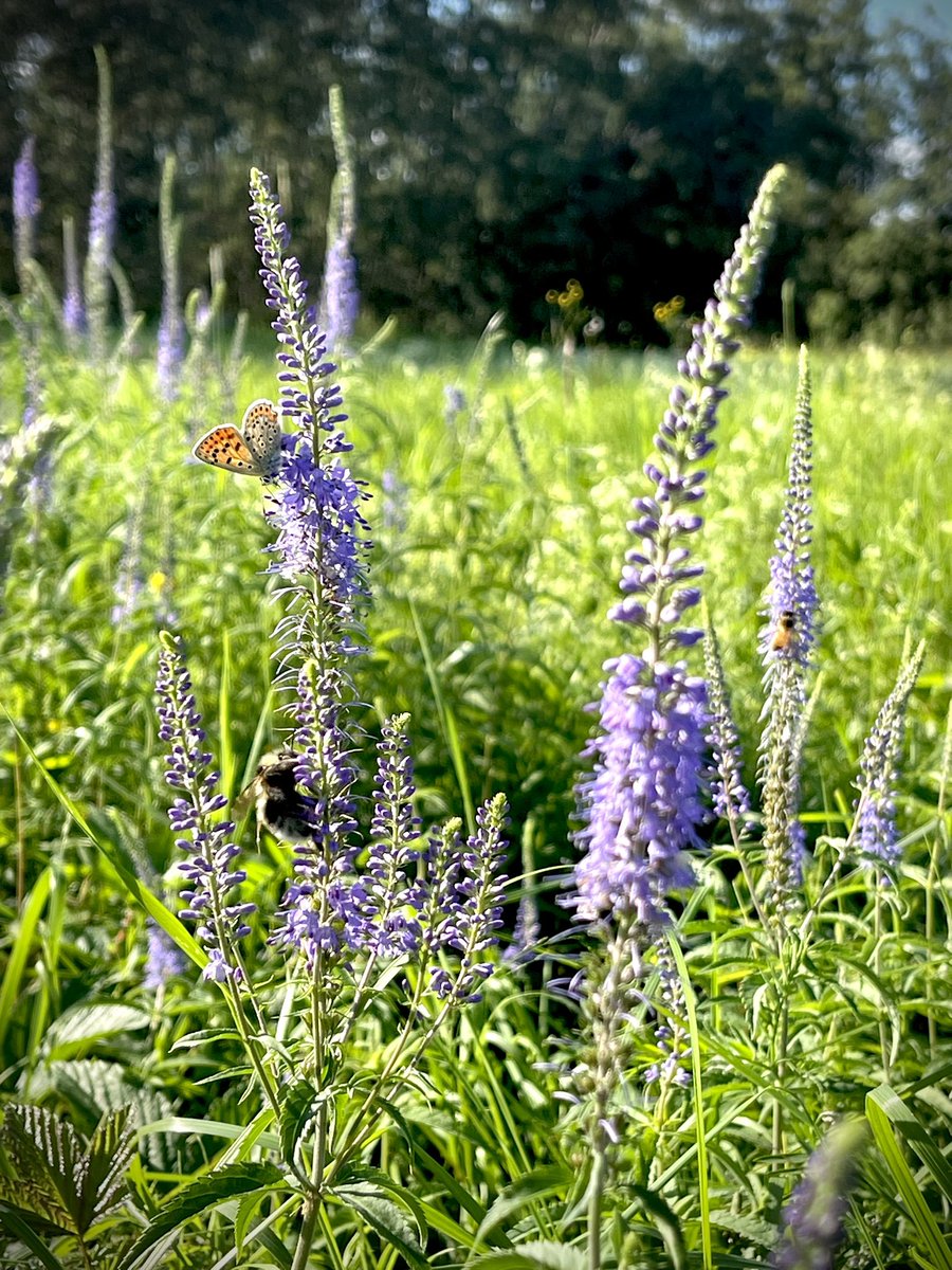 Tirzas upmalas pļavas atālā zied kā paradīzes dārzs 💛🤍💜💙