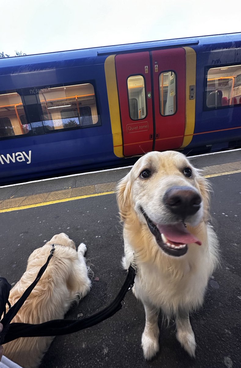 HelpForMovers's tweet image. Good morning 👋 Taking the boys on the train shortly - first time for Hugo! He’s like an excited kiddy 🥰

#allaboard #trains #goldenretrievers