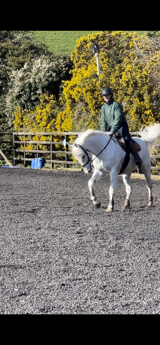HallGaznic's tweet photo. @Boehringer_UKI we need your help. Your oncept vaccine has been life saving for our beautiful horse Casper . He needs his booster and it isn’t being made please will you make it again for him and let him have his best chance. @StephenNolan https://t.co/WNyJTL9KFX