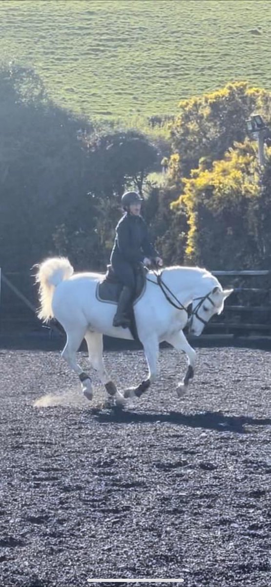 HallGaznic's tweet photo. @Boehringer_UKI we need your help. Your oncept vaccine has been life saving for our beautiful horse Casper . He needs his booster and it isn’t being made please will you make it again for him and let him have his best chance. @StephenNolan https://t.co/WNyJTL9KFX
