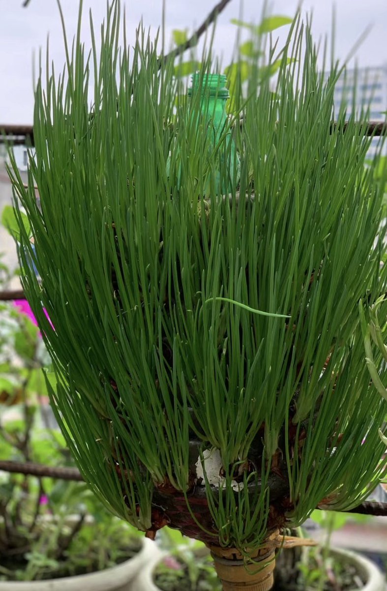 #Farm_with_us
@muarik1
DON'T WORRY TO LOSE YOUR ONIONS AGAIN 

HERE IS SIMPLE TRICK 

Onions prefer consistently moist, well-drained soil with a pH between 6.0 and 7.0. They also grow best in loose soil that's high in organic matter.