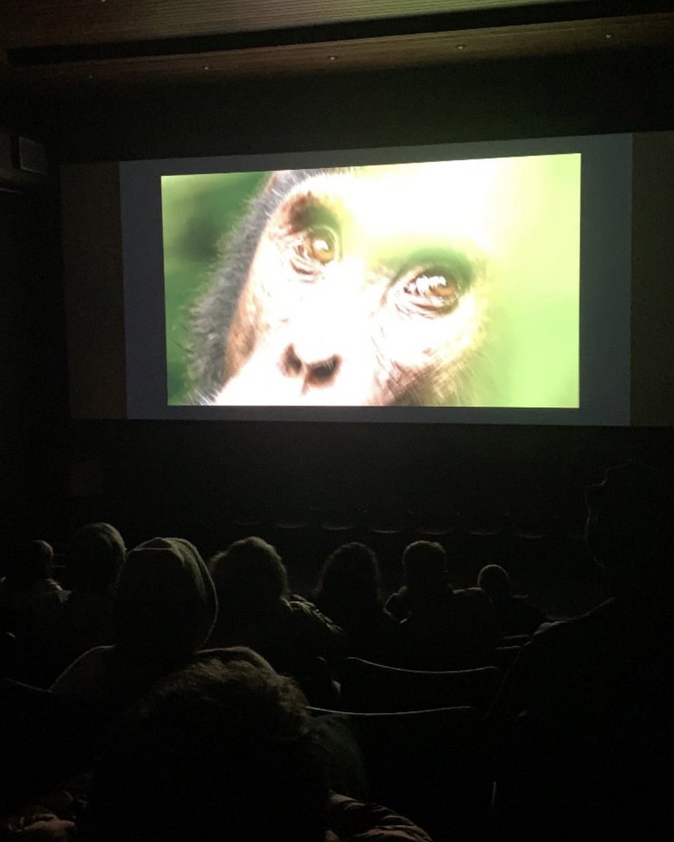 AhaJonathan's tweet photo. Our short film “SEMPA - The Lost Chimpanzees of Kyambura” continues to attract interest. 

Official selection and now also screening for the very first time in Brazil at one of South America’s biggest film festivals, Mata Atlântica Ecofestival. Super pumped 💪 https://t.co/qUWUN9izYM