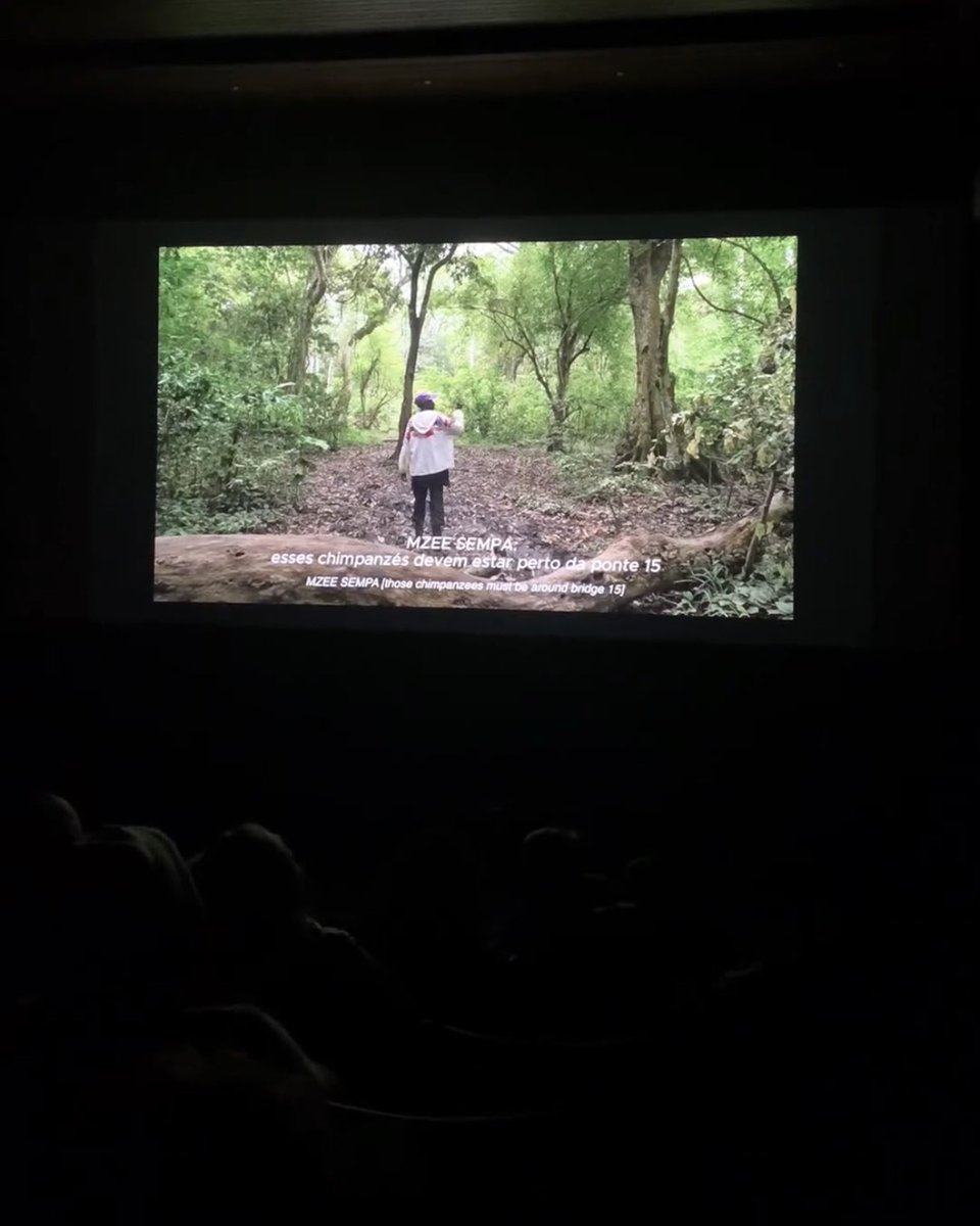 AhaJonathan's tweet photo. Our short film “SEMPA - The Lost Chimpanzees of Kyambura” continues to attract interest. 

Official selection and now also screening for the very first time in Brazil at one of South America’s biggest film festivals, Mata Atlântica Ecofestival. Super pumped 💪 https://t.co/qUWUN9izYM