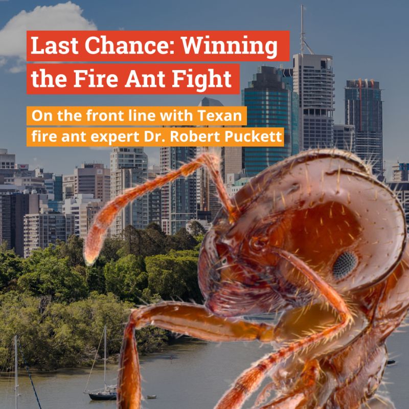 NACEresearch's tweet photo. Fire ants are still on the march. Now, renowned Texan fire ant expert Dr Robert Puckett is coming to Australia to share what it's like living a life sentence with these tiny killers🐜⚠️
Register for this free @ISCAustralia event: https://t.co/T4zigCfXuu
#InsectAllergy #RIFA https://t.co/pNDPBjxHwj