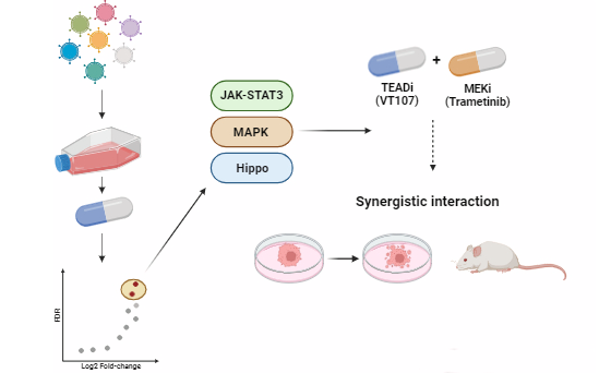 Peter Mac Research (@petermacres) on Twitter photo 🧵(1/2) 20+years of researching the Hippo Pathway has led <a href="/HarveyHippoLab/">Harvey Lab</a> to discover that combining TEAD inhibitors with a drug that targets the RAS pathway may be more effective at destroying #mesothelioma tumours. 🧵(1/2) 20+years of researching the Hippo Pathway has led <a href="/HarveyHippoLab/">Harvey Lab</a> to discover that combining TEAD inhibitors with a drug that targets the RAS pathway may be more effective at destroying #mesothelioma tumours.