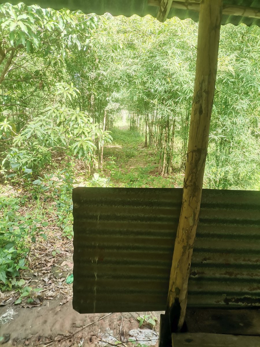 กระท่อมในป่าไผ่...สนใจมาหาอะไรทำด้วยกันป่าว... #กบินทร์บุรี