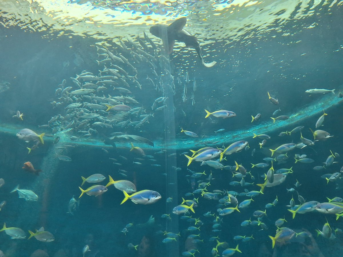 KAMESAN1236's tweet photo. 毎年恒例の水族館〜
カメ撮ったけどシャチ撮り忘れた https://t.co/myPmsctZAS