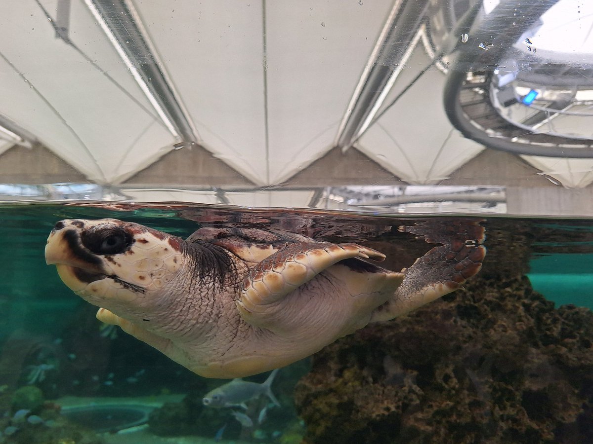 KAMESAN1236's tweet photo. 毎年恒例の水族館〜
カメ撮ったけどシャチ撮り忘れた https://t.co/myPmsctZAS