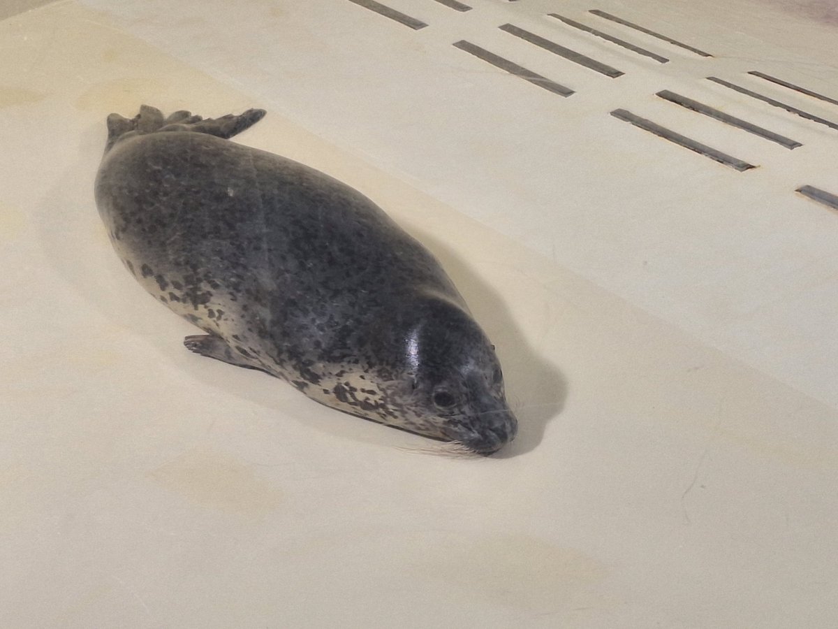 KAMESAN1236's tweet photo. 毎年恒例の水族館〜
カメ撮ったけどシャチ撮り忘れた https://t.co/myPmsctZAS