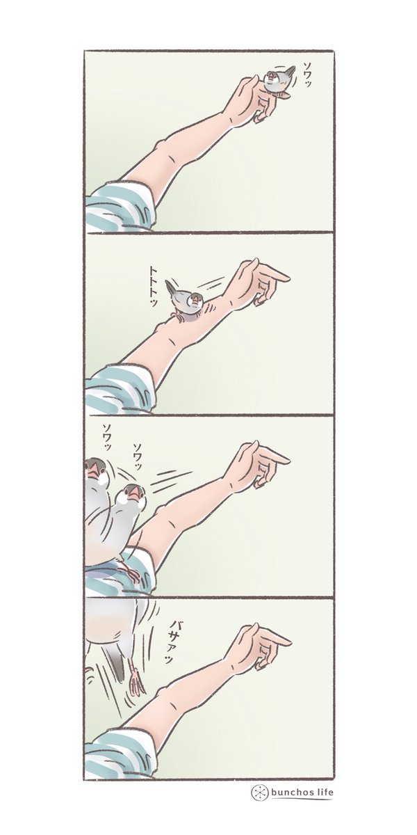文鳥といるとよく出会う光景(かいぬし目線)
1号はいい子なので頭には乗りません、2号は気にしないタイプなのでガンガン乗ります、どちらも個性で可愛い
#文鳥 
#4コマ漫画 