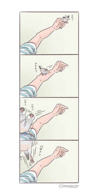 文鳥といるとよく出会う光景(かいぬし目線)
1号はいい子なので頭には乗りません、2号は気にしないタイプなのでガンガン乗ります、どちらも個性で可愛い
#文鳥 
#4コマ漫画 