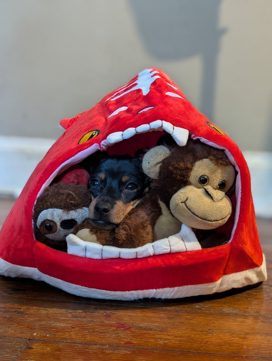 Running a rescue can be rough, especially when times are tough. Thankfully good people exist in this world who help make things a little easier.
Today the Kitaro express decided to make a delivery! Inside the box were some paw-some pet beds. I never accept funds as it creates so