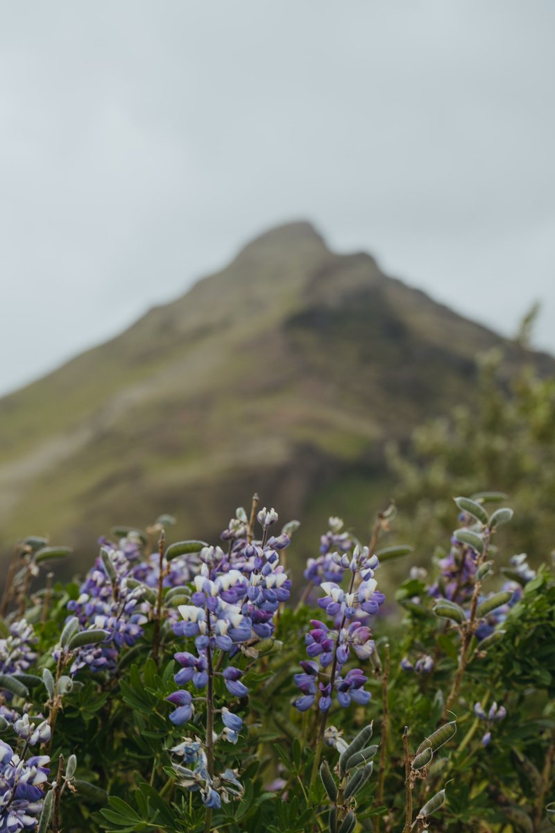 Saraboychuk_'s tweet photo. iceland summer. https://t.co/CqpY9vuMgn