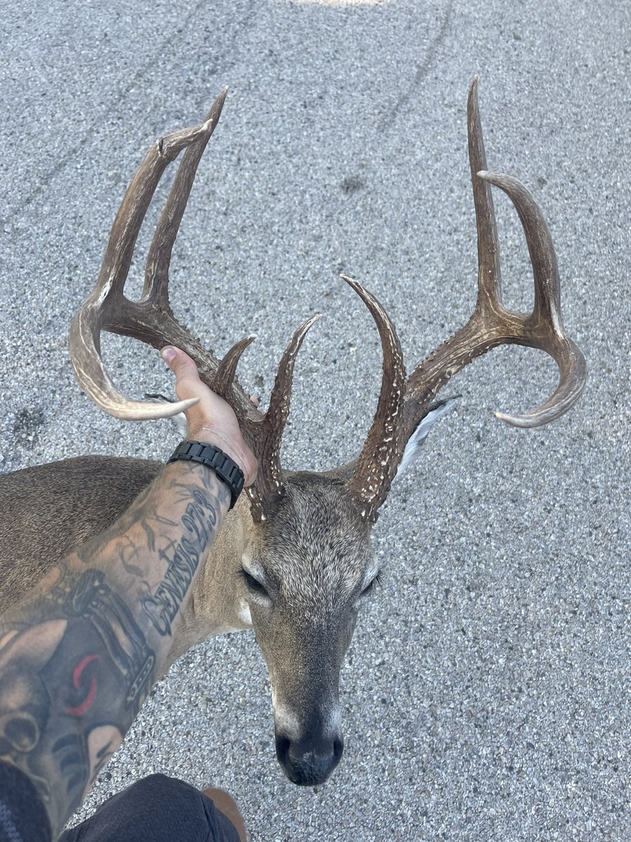 NockedTV's tweet photo. Got my archery buck from last year back!  #bigbucks #nockedtv #hunting #deerhunting #texaswhitetail https://t.co/H0FOYa4mYk