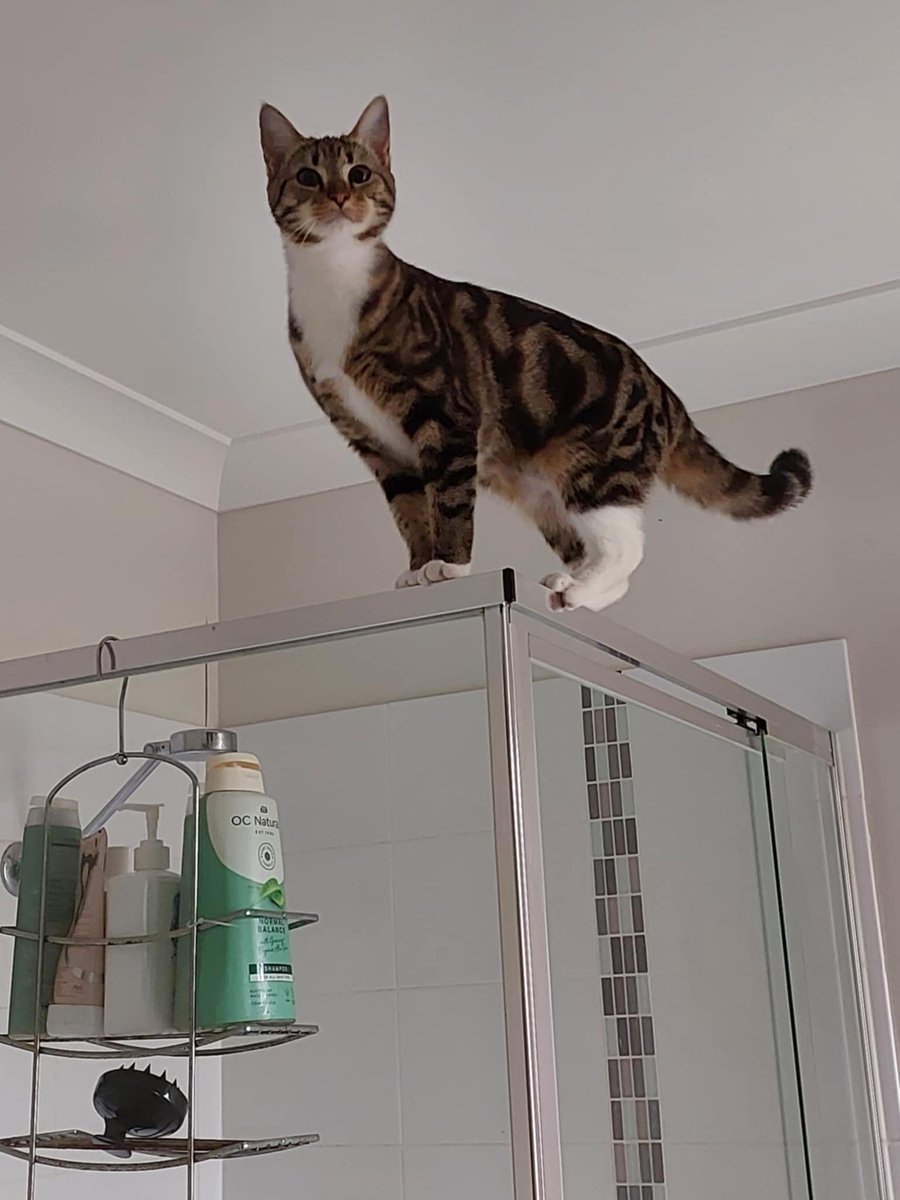 ‘Get a cat’ they said.

‘They’re easier to deal with’