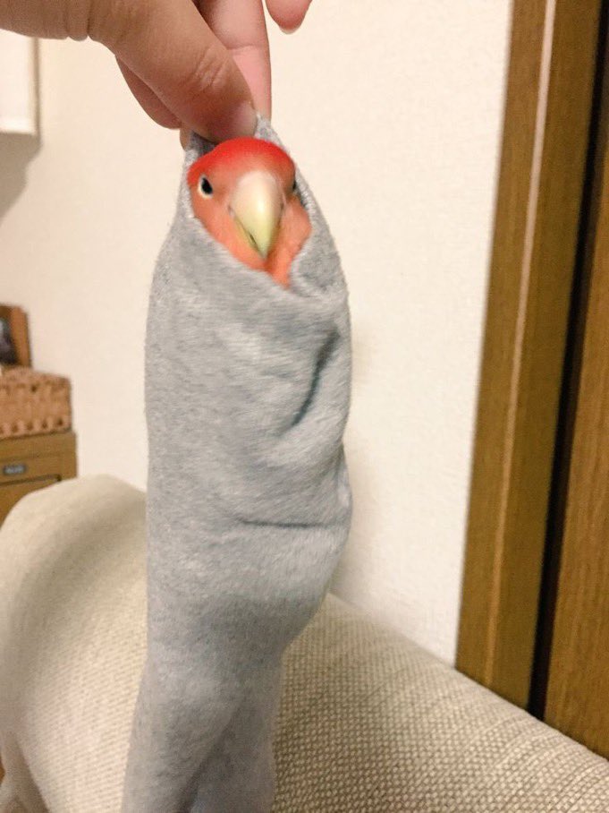 Out of Context Birds (@contextbirds) on Twitter photo 