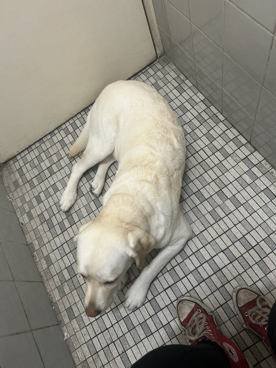 Therapy dog at work even comes to the bathroom with me. ❤️‍🩹