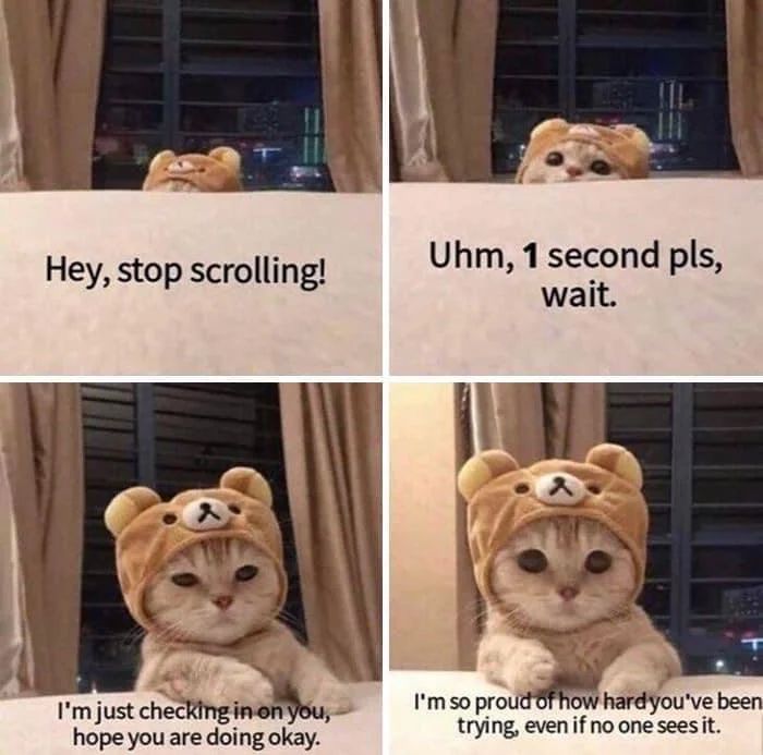 WholesomeMemes (@wholesomememe) on Twitter photo 