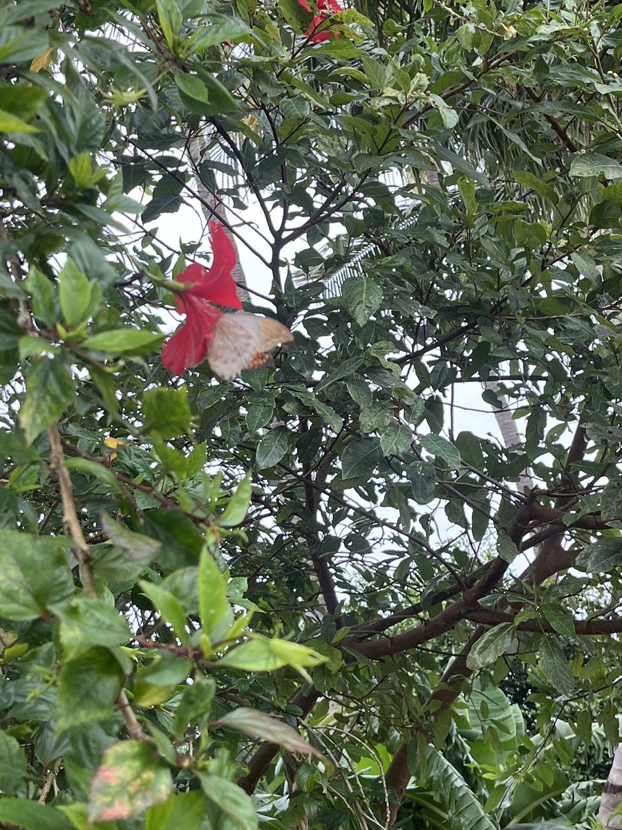 me_and_infinity's tweet photo. Nature’s gentle dance – a butterfly finds its perfect bloom. 🌺🦋
#NatureLovers #ButterflyKisses #FloralBeauty #InTheMoment #NaturePhotography #PeacefulNature #InstaNature #NaturalWonders #WildlifePhotography #InspirationInNature https://t.co/AZJUe4hF2r