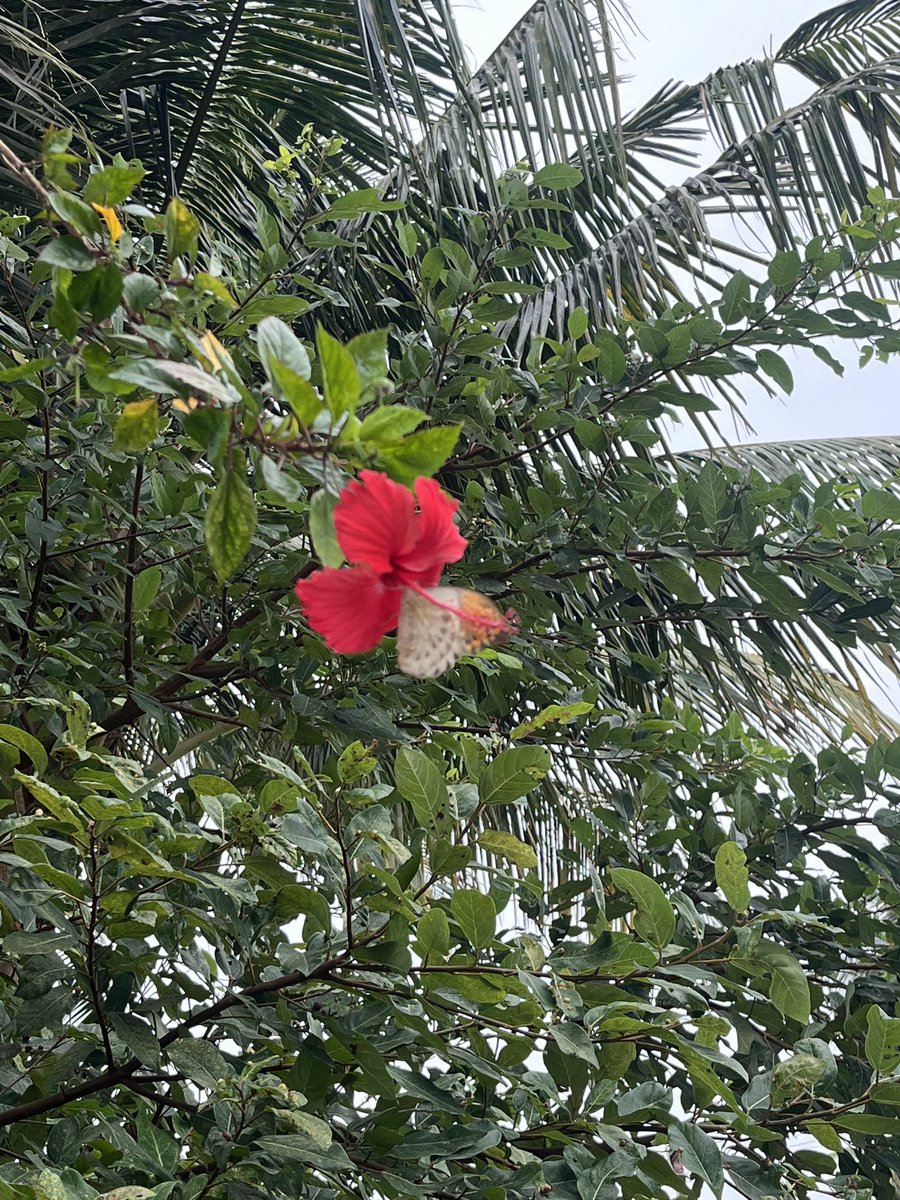 me_and_infinity's tweet photo. Nature’s gentle dance – a butterfly finds its perfect bloom. 🌺🦋
#NatureLovers #ButterflyKisses #FloralBeauty #InTheMoment #NaturePhotography #PeacefulNature #InstaNature #NaturalWonders #WildlifePhotography #InspirationInNature https://t.co/AZJUe4hF2r