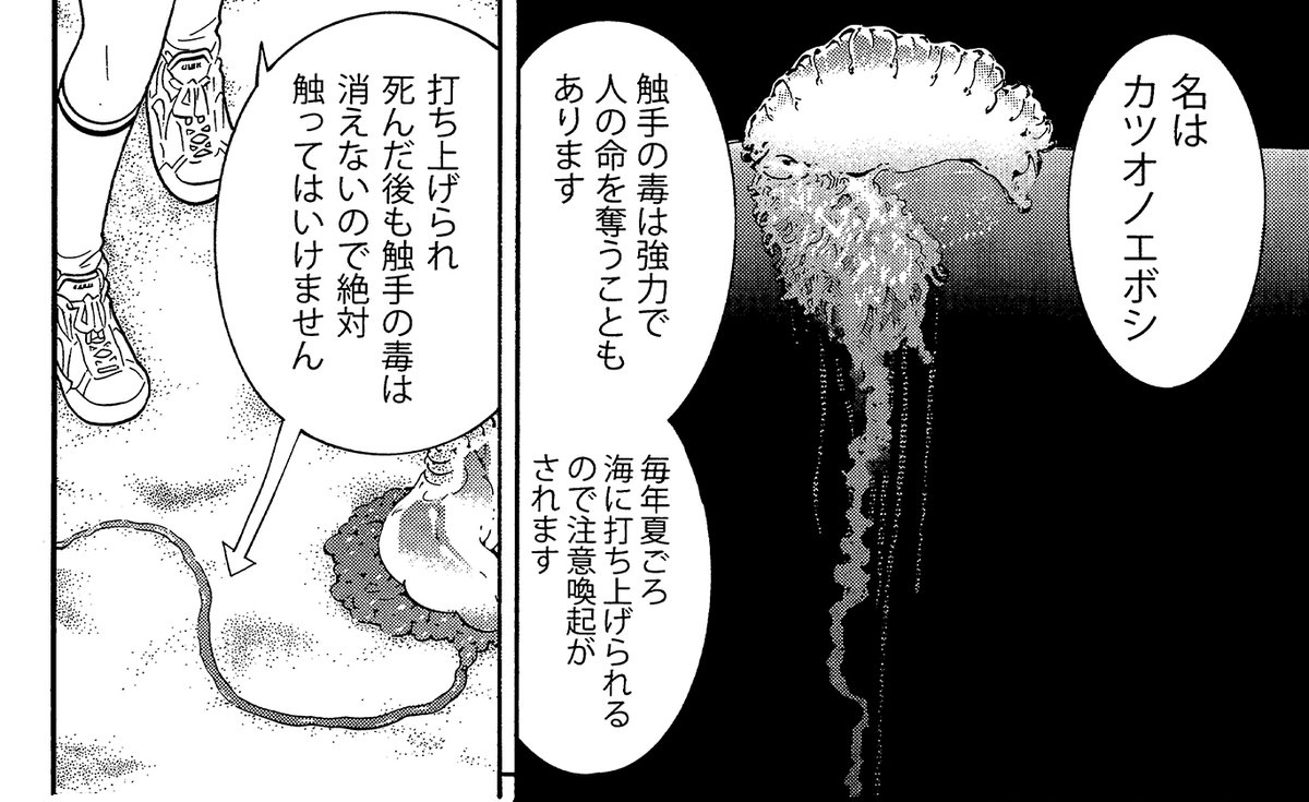 【海の危険な漂着物ベスト3】(2/4)
3位カツオノエボシ
毎年今くらい(8月の中盤)から特に砂浜に打ち上げられることが多くなるので注意が必要です
#生還図鑑
