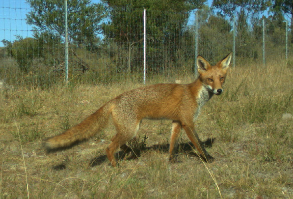 Australia's forgotten invasive predator, despite so much harm (past, present and likely future) #fox