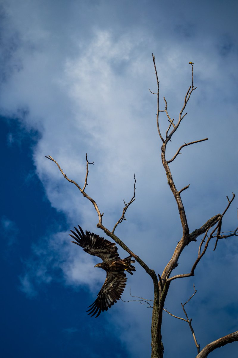 Photo I took today of a Cedar Waxwing wayyyyy up at the tip of this dead tree.