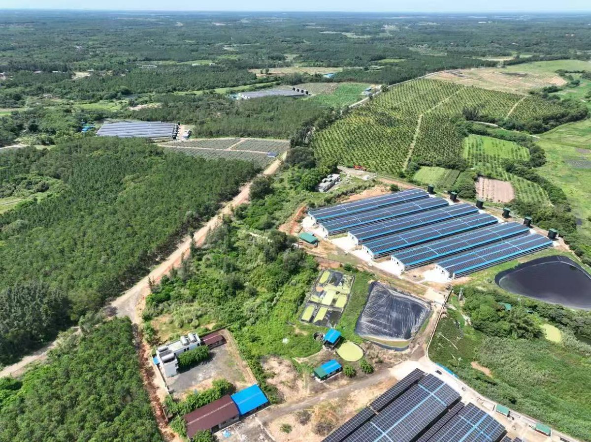 RedSolar2008's tweet image. CETC -Red Solar innovative 'Solar power generation on top, farming below' model is a breakthrough in integrating solar technology with livestock farming.