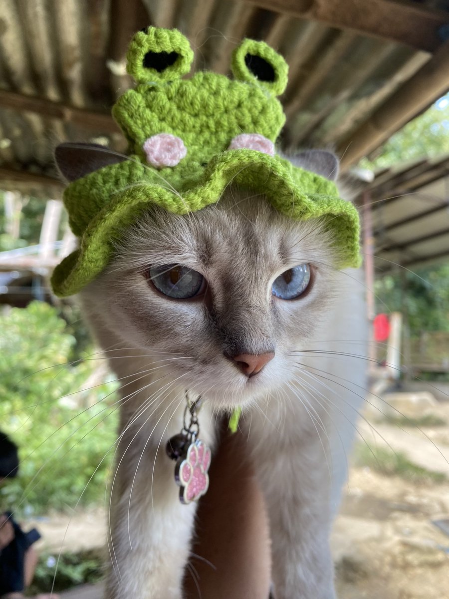 chaeyieee's tweet image. froggymeow🫶🏻