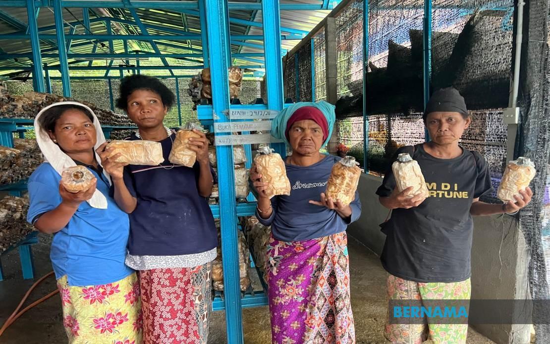 bernamadotcom's tweet photo. Orang Asli jana hasil lumayan jual cendawan tiram di Gua Musang 

https://t.co/S7yvLUEyCt 

#BernamaNews https://t.co/L2fsbbhYki