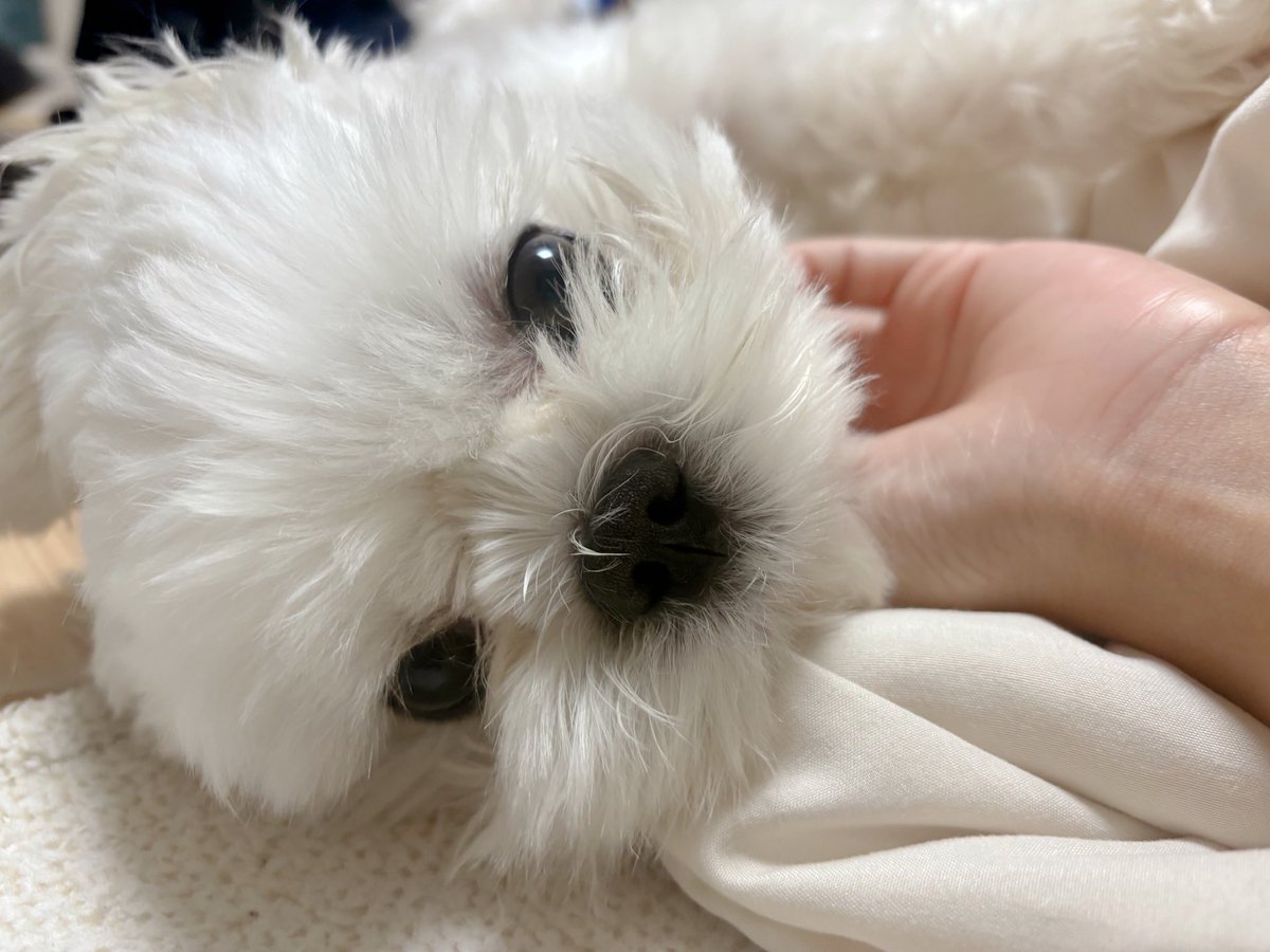 bong_ee__'s tweet photo. 봉이는 진짜 유명한 폭닥강아지임 https://t.co/SA67VxJSF5