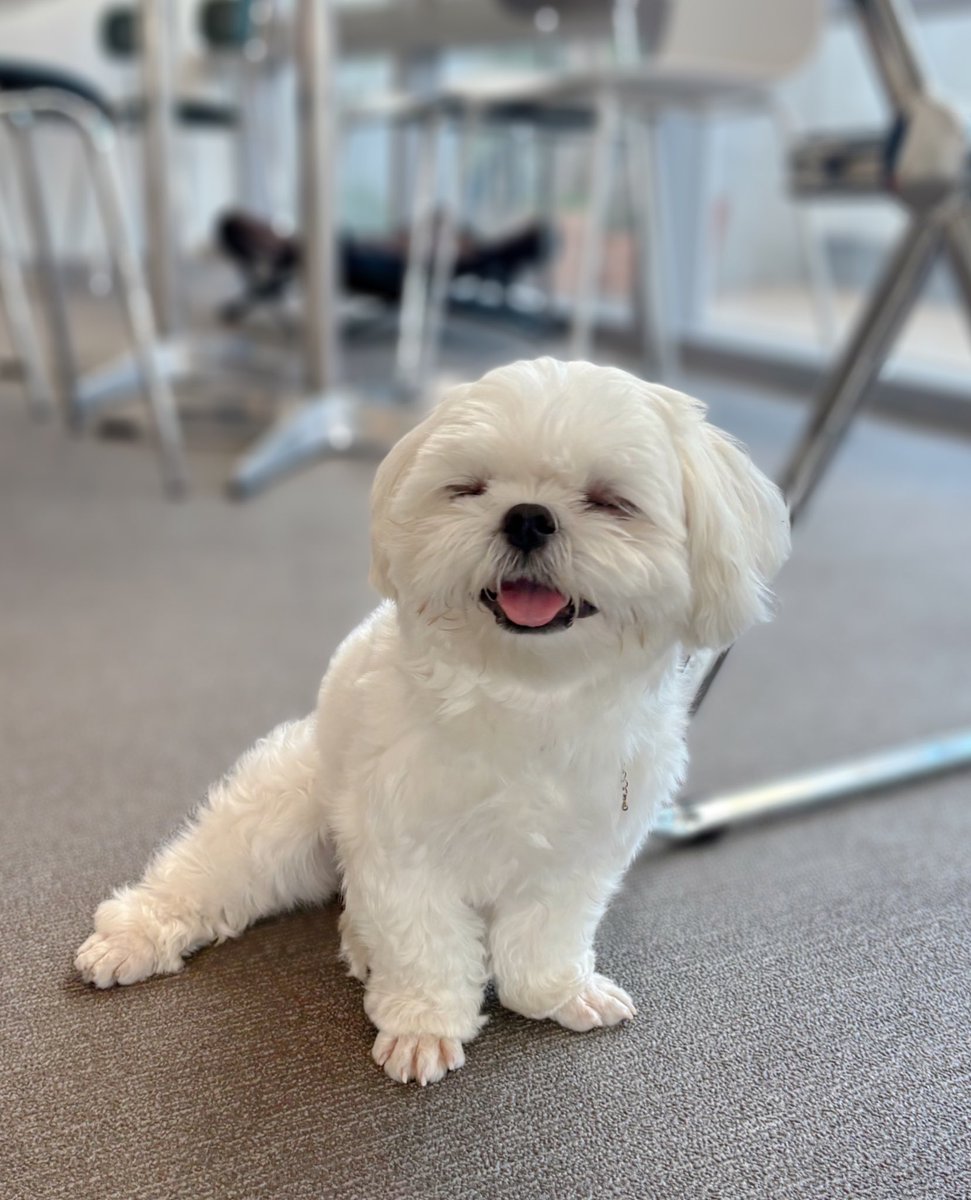 봉이는 진짜 유명한 폭닥강아지임