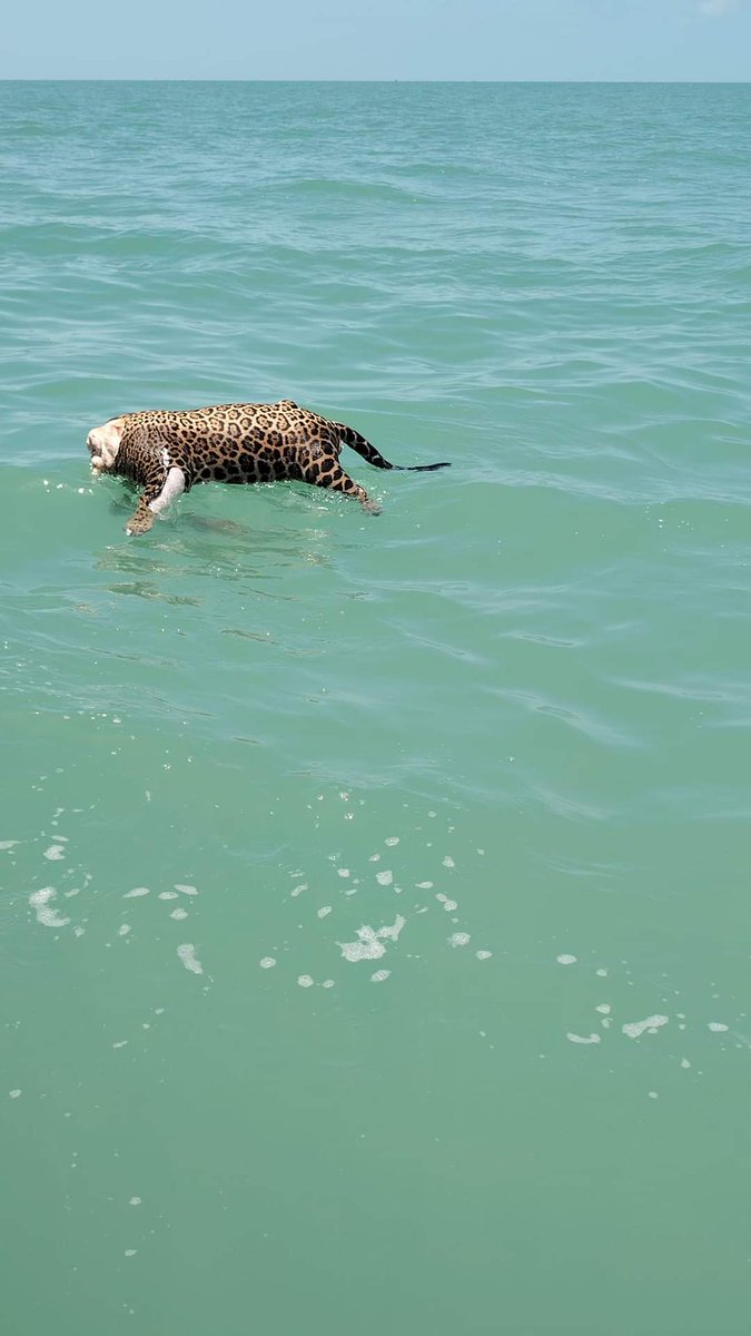 YoAmoaLaCiencia's tweet photo. Encuentran jaguar decapitado en Área Natural Protegida.

Pescadores locales alertaron a las autoridades de Ciudad del Carmen sobre el hallazgo de un jaguar decapitado y sin extremidades.

A pesar de que la Laguna de Terminos es un Área Natural Protegida en los últimos dos años ha aumentado el tráfico de especies.

Principalmente de aves que se venden en Ciudad del Carmen.

No se trata de un caso aislado, la cacería ilegal de jaguares en Campeche por sus pieles, extremidades y cráneos ha continuado.

Profepa solo realiza "operativos" tras la muerte de ejemplares, pero no realiza un monitoreo continuo de los territorios, ni de cada individuo. 

Esperamos que la Gobernadora Layda Sansores en su "martes del jaguar" nos hable de las medidas de su gobierno para la protección de jaguares y de la investigación que hará al respecto.