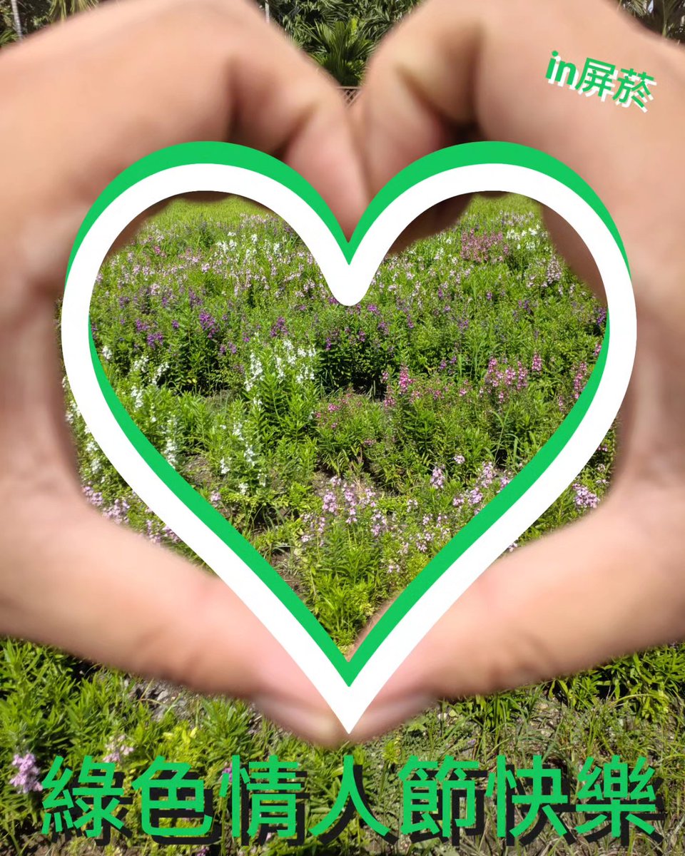 dennis6216's tweet photo. 綠色情人節快樂💚💚💚
給大家滿滿的Tamaku(菸草)🚬🌿
不要懷疑,Tamaku本來就長這樣www
#綠色情人節 #greenvalentine 
#屏菸1936文化基地 #屏菸 https://t.co/gYuX9tzykD